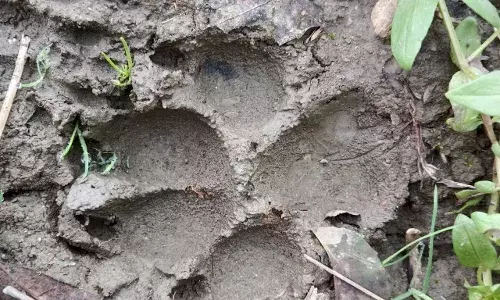 बागोर क्षेत्र में पैंथर की लगातार आवाजाही से ग्रामीणों में डर