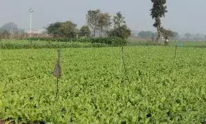 अफ़ीम फसल में फफूंद जनित रोग का प्रकोप