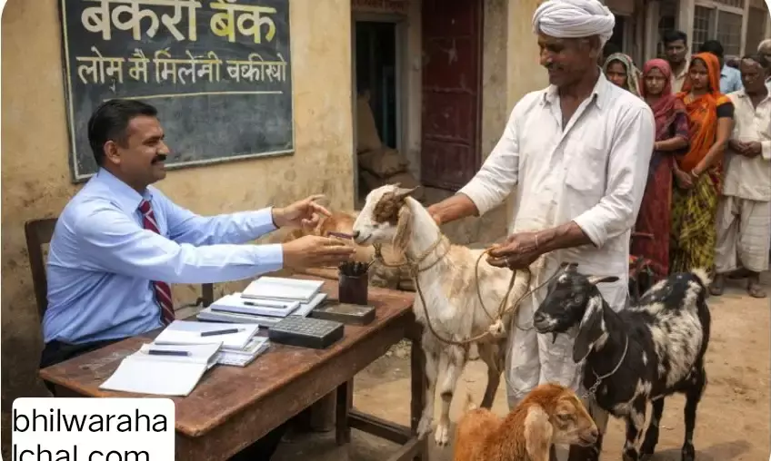 लोन में रुपए नहीं, बकरियां मिलती हैं; ब्याज में भी मांगते हैं मेमने!