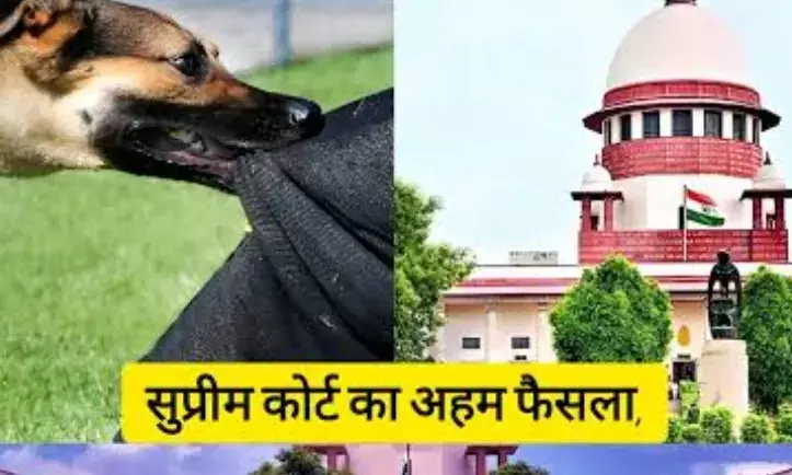 आवारा कुत्ते ने काटा तो अब राज्य सरकार देगी भारी मुआवजा, सुप्रीम कोर्ट की सख्त चेतावनी आवारा कुत्ते ने काटा तो अब राज्य सरकार देगी भारी मुआवजा, सुप्रीम कोर्ट की सख्त चेतावनी