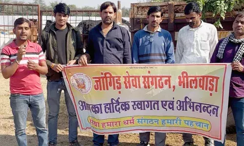 मकर संक्रांति पर जांगिड़ सेवा संगठन की गौ सेवा, 10 क्विंटल हरा चारा वितरित