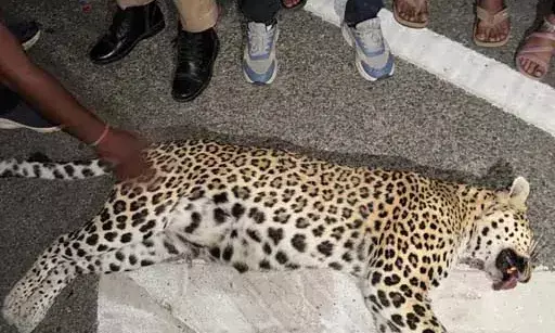 सड़क हादसे में पैंथर के बच्चे की मौत