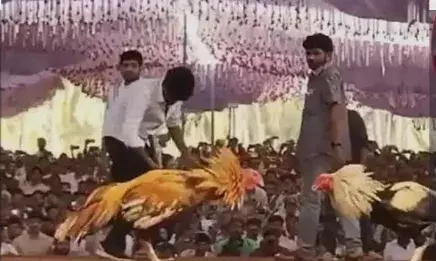 मुर्गा लड़ाई में शख्स ने जीते ₹1.53 करोड़, बना नया रिकॉर्ड मुर्गा लड़ाई में शख्स ने जीते ₹1.53 करोड़, बना नया रिकॉर्ड