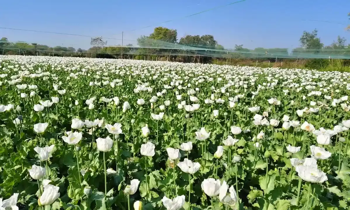 खेतों में लहलहा रही काले सोने के नाम से विख्यात अफीम की फसल, काले सोने पर खिलने लगे सफेद फूल