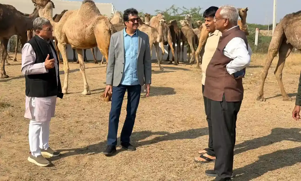 संकटग्रस्त राज्य पशु ऊँट के संरक्षण पर सरकार गंभीर हो-जाजू