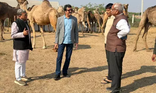 संकटग्रस्त राज्य पशु ऊँट के संरक्षण पर सरकार गंभीर हो-जाजू