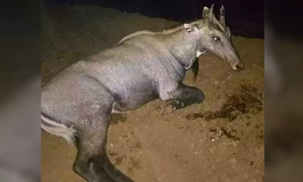 नीलगाय से टकराकर घायल हुए युवक ने तोड़ा दम