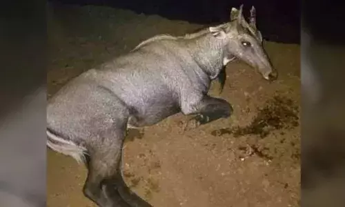 नीलगाय से टकराकर घायल हुए युवक ने तोड़ा दम