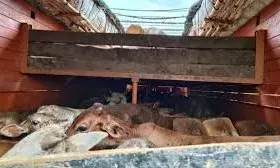 किशनगढ़ में गौ तस्करी का भंडाफोड़, ट्रक से 6 गौवंश मृत, 17 की बची जान