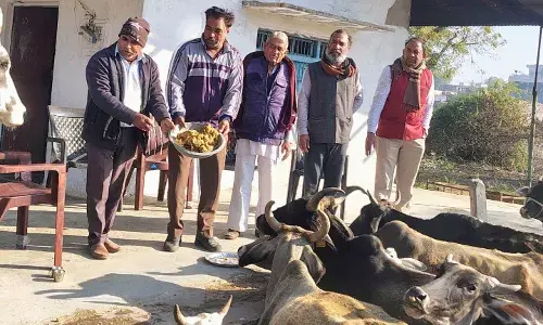 सुवाणा स्थित गौशाला की गायों को खिलाई देशी घी से बनी लापसी