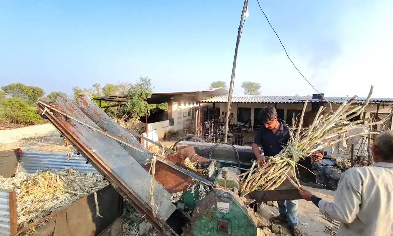 देसी गुड़ की मिठास से महक उठा गौरा का खेड़ा, परंपरागत तरीके से चल रही चरखी