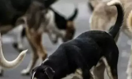 तेलंगाना में 100 आवारा कुत्तों को जहर देकर मारा, सरपंच समेत 3 गिरफ्तार