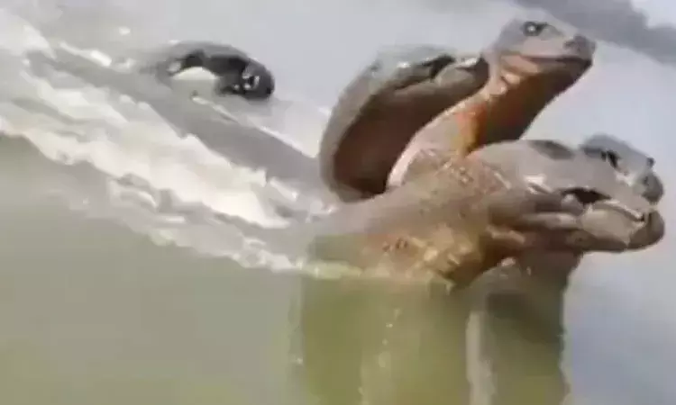 मथुरा वृंदावन के यमुना नदी में दिखा पांच फन वाला कालिया नाग? जानें सच्चाई मथुरा वृंदावन के यमुना नदी में दिखा पांच फन वाला कालिया नाग? जानें सच्चाई