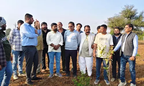 खजीना चारागाह में फल वाटिका का जिला कलेक्टर ने लिया जायजा खजीना चारागाह में फल वाटिका का जिला कलेक्टर ने लिया जायजा