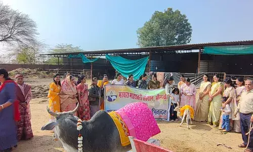 मरुधरा माहेश्वरी संस्थान ने गौ सेवा के साथ मनाया मकर संक्रांति पर्व मरुधरा माहेश्वरी संस्थान ने गौ सेवा के साथ मनाया मकर संक्रांति पर्व