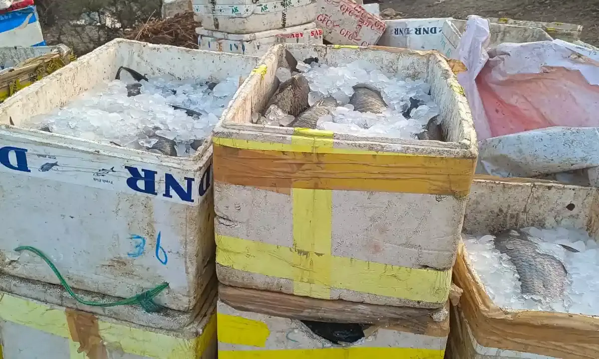 बारला चौड़ा तालाब पर अवैध मत्स्याखेट पर मत्स्य विभाग की कड़ी कार्रवाई, 400 किलो मछली जब्त