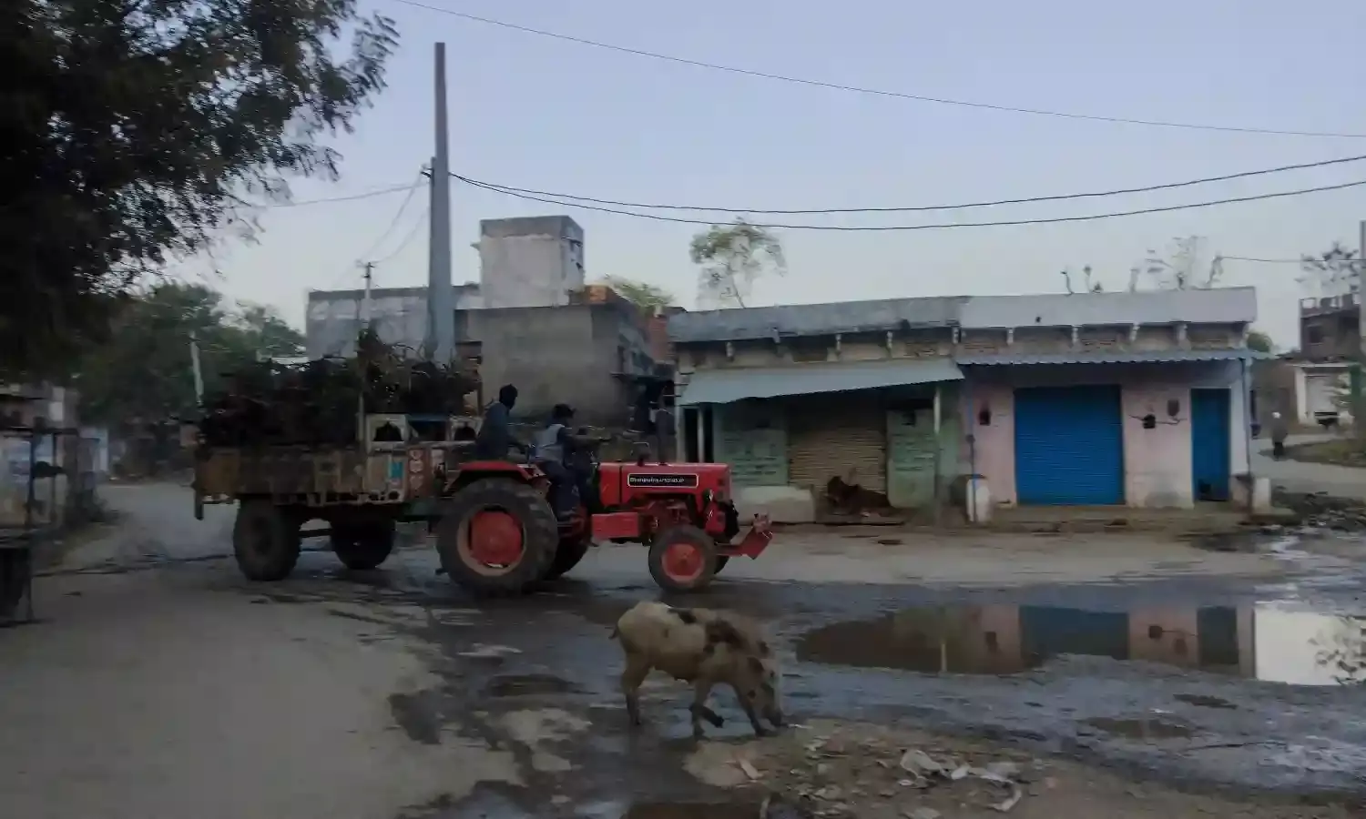 शक्करगढ़ क्षेत्र में बिलायती बबूल की अवैध कटाई जोरों पर, प्रशासन की चुप्पी पर सवाल