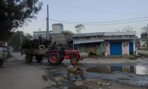 शक्करगढ़ क्षेत्र में बिलायती बबूल की अवैध कटाई जोरों पर, प्रशासन की चुप्पी पर सवाल शक्करगढ़ क्षेत्र में बिलायती बबूल की अवैध कटाई जोरों पर, प्रशासन की चुप्पी पर सवाल