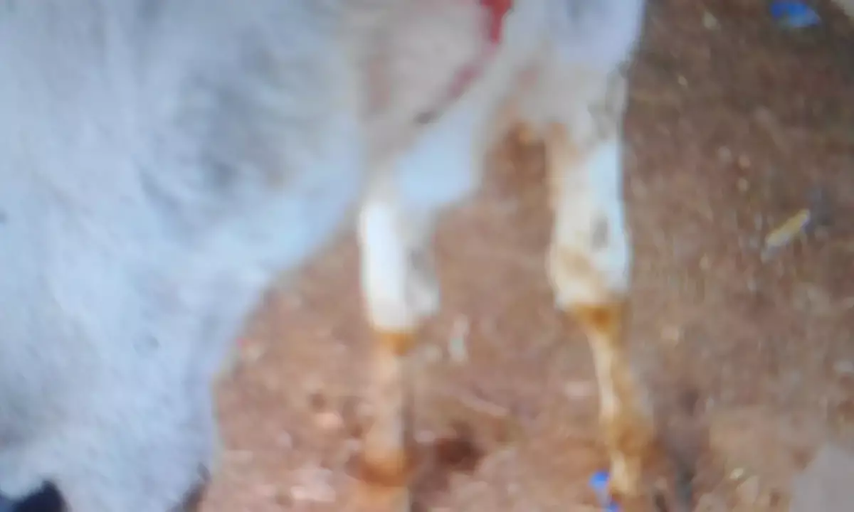 बिजौलियाँ: बाड़े में घुसा पैंथर, बछड़ी पर हमला , ग्रामीणों में दहशत बिजौलियाँ: बाड़े में घुसा पैंथर, बछड़ी पर हमला , ग्रामीणों में दहशत