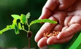 नकली और घटिया बीज कारोबार पर लगेगी सख्त लगाम, 30 लाख का जुर्माना-3 साल की जेल: प्रोडक्शन से लेकर डिलीवरी तक रहेगी नजर नकली और घटिया बीज कारोबार पर लगेगी सख्त लगाम, 30 लाख का जुर्माना-3 साल की जेल: प्रोडक्शन से लेकर डिलीवरी तक रहेगी नजर