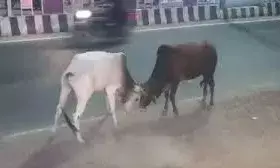 कहां और कैसे बचे भीलवाड़ा ?  छूटा पशु  मार देता है, कुत्ता नोंच लेता है सड़के  जख्म दे रही हे और तंत्र झुठला देता है