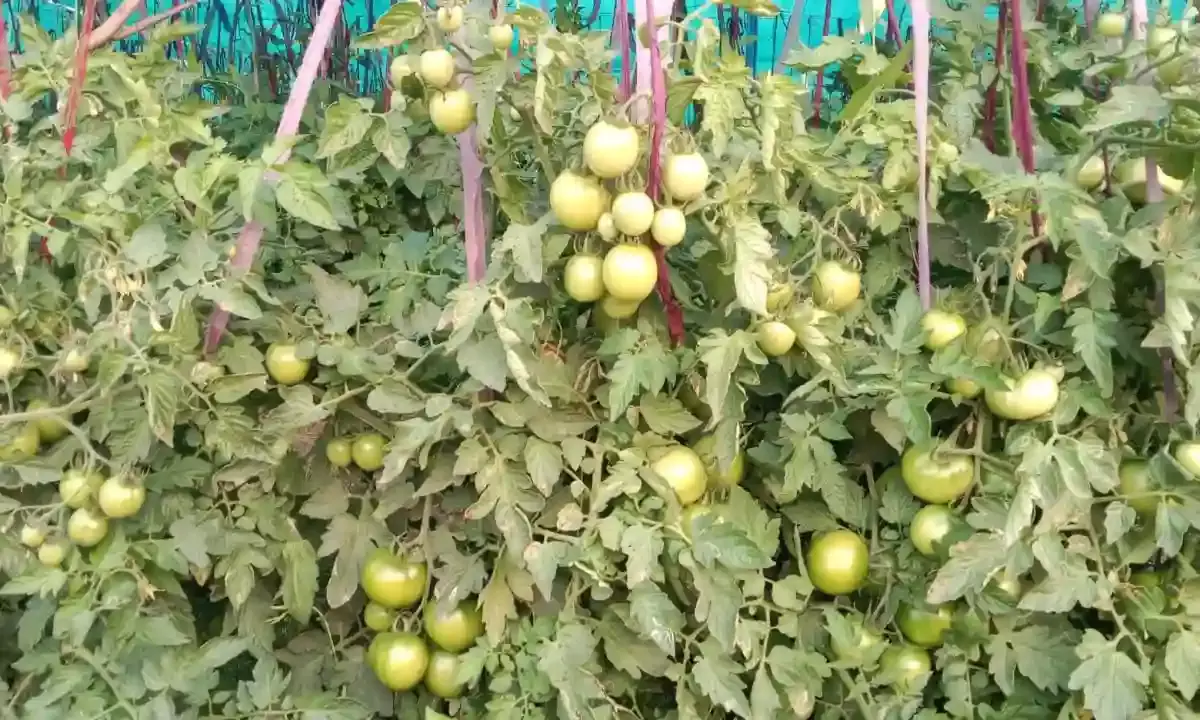 बागोर में टमाटर की बंपर पैदावार, आधुनिक खेती की ओर बढ़ा कीर समाज