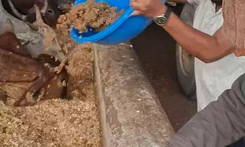 वीर तेजाजी महाराज का जन्मोत्सव श्रद्धा और भक्ति के साथ मनाया