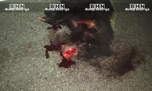 आई 20 कार की टक्कर से भालू की मौत, दो लोग घायल आई 20 कार की टक्कर से भालू की मौत, दो लोग घायल