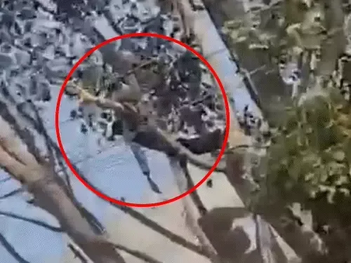 पेड़ पर आधे-घंटे लटका रहा मजदूर का शव:द स्टेनवर्ड स्कूल परिसर में करंट लगने से हुई मौत