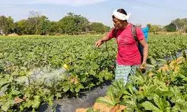 बजट 2026: अब AI करेगा खेती! किसानों के लिए भारत-VISTAAR टूल लॉन्च; पशुपालन और फिशरीज के लिए खुला खजाना बजट 2026: अब AI करेगा खेती! किसानों के लिए भारत-VISTAAR टूल लॉन्च; पशुपालन और फिशरीज के लिए खुला खजाना