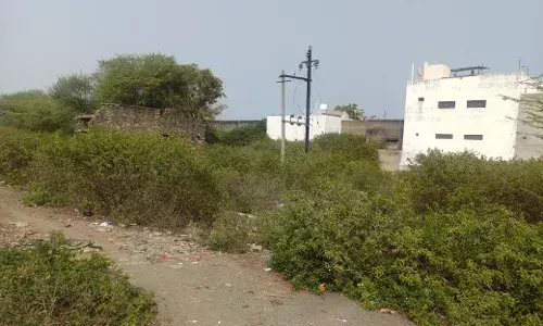 प्रशासन की सुस्ती से नेहरू विहार में आफत: सड़क किनारे झाड़ियों का साम्राज्य; चोरों और विषैले जीवों के खौफ में जी रहे रहवासी