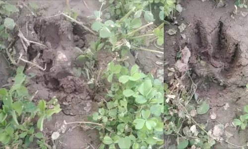 आटूण में खेत पर पैंथर के पदचिन्ह मिलने से दहशत, किसानों में भय