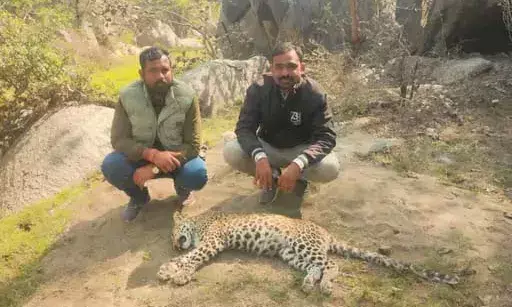 आसींद क्षेत्र में लेपर्ड की दहशत, सीसीटीवी में कैद मूवमेंट, कटार गांव में मिला शव