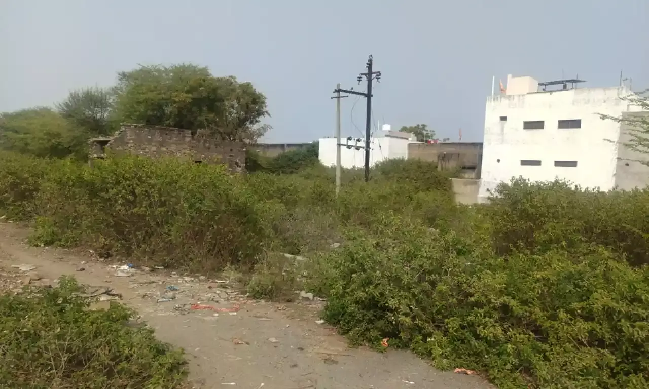 नेहरू विहार से सिद्धिविनायक हॉस्पिटल तक सड़क किनारे झाड़ियों से नागरिक परेशान