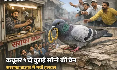 नागौर: कबूतर ने उड़ाई सोने की चेन, सर्राफा बाजार में मची हलचल नागौर: कबूतर ने उड़ाई सोने की चेन, सर्राफा बाजार में मची हलचल