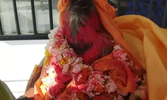 करंट से घायल वानर की उपचार के दौरान मौत, ग्रामीणों ने क‍िया अंति‍म संस्‍कार