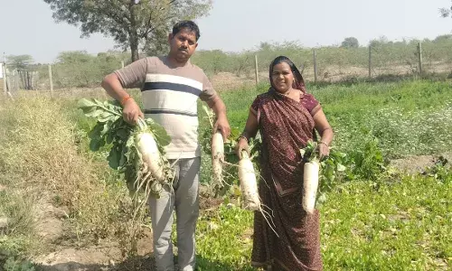 केरिया में किसान ने उगाई 4 किलो 100 ग्राम की मूली