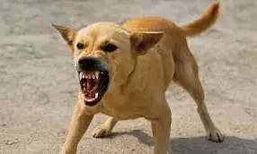 ‘कुत्ते आतंक’ का खौफनाक हमला, ढाई साल की मासूम को नोचा