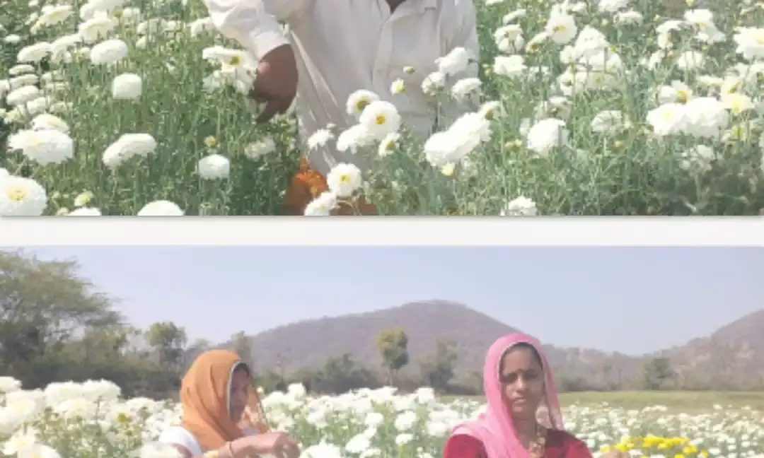 काले सोने की खेती पर चमकते सफेद फूल