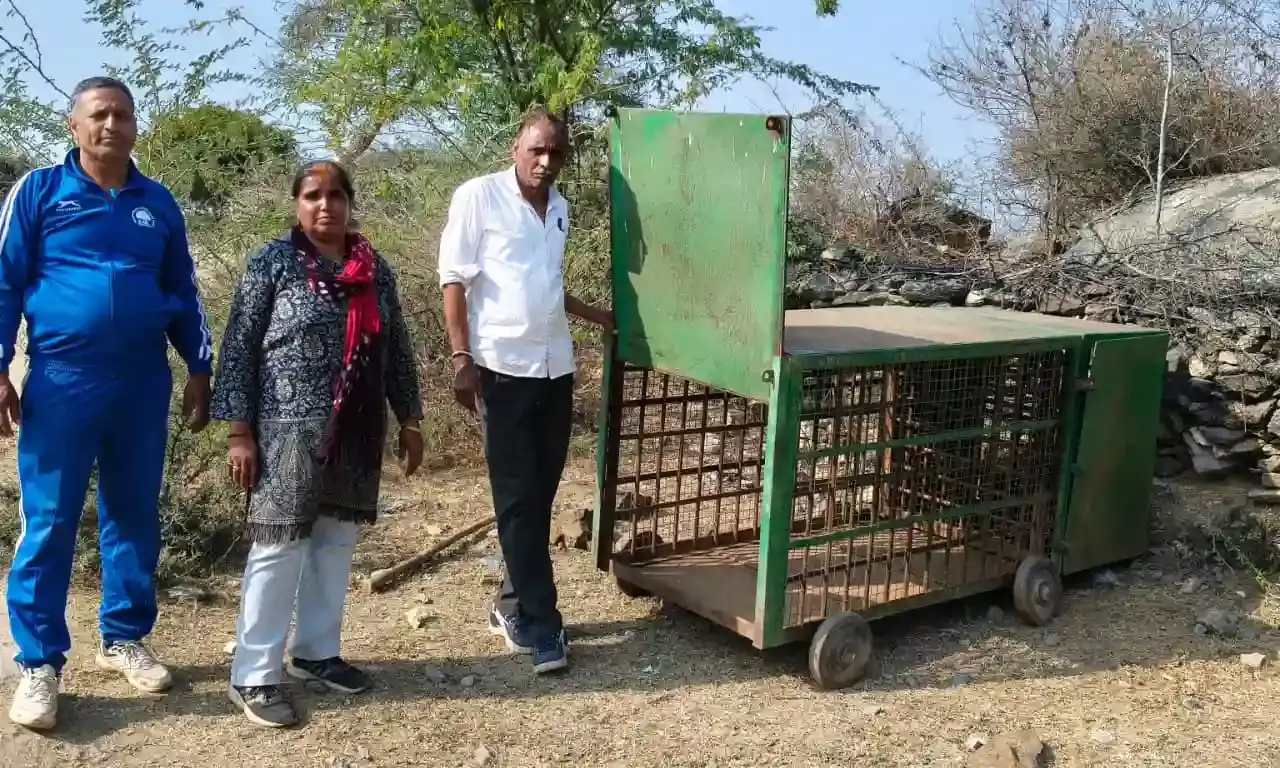 भाणुजा गांव में वन विभाग की त्वरित कार्रवाई, जंगली जानवर पकड़ने के लिए लगाया गया पिंजरा भाणुजा गांव में वन विभाग की त्वरित कार्रवाई, जंगली जानवर पकड़ने के लिए लगाया गया पिंजरा