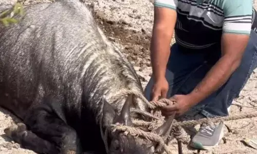 बीमार नर नीलगाय को गौसेवकों ने बचाया, पंचमुखी उपचार केंद्र में कराया इलाज बीमार नर नीलगाय को गौसेवकों ने बचाया, पंचमुखी उपचार केंद्र में कराया इलाज