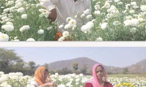 काले सोने की खेती पर चमकते सफेद फूल काले सोने की खेती पर चमकते सफेद फूल