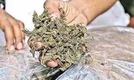 01 किलो 600 ग्राम अवैध गांजा सहित एक गिरफ्तार, मोटरसाईकिल जप्त