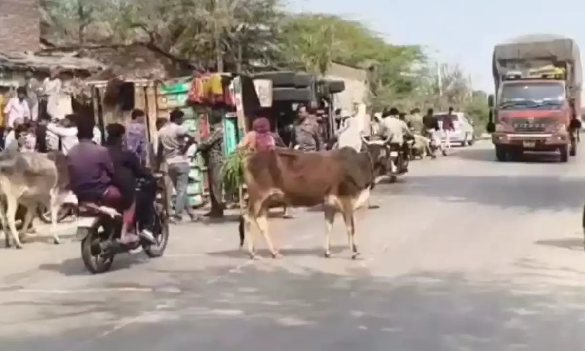 जहाजपुर के कुराड़िया गांव में गाय को बचाने के प्रयास में टमाटरों से भरा ट्रक पलटा, बड़ा हादसा टला