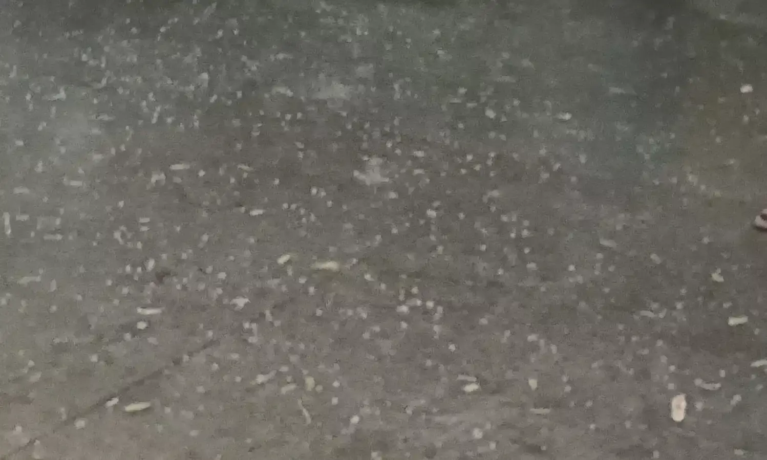 मंगरोप में अचानक मौसम बदला, जोरदार ओलावृष्टि से फसलों को भारी नुकसान