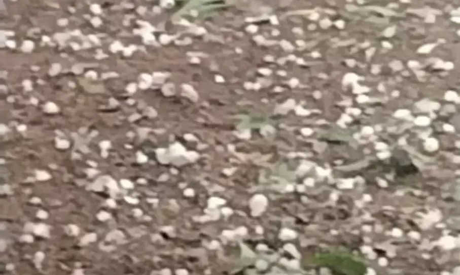 छाछेड़ी गांव में तेज आंधी के साथ ओलावृष्टि, गेहूं और चने की फसल को नुकसान