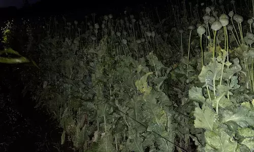 सवाईपुर क्षेत्र में झमाझम बरसात के साथ गिरे ओल, अफीम व सरसों की फसल में नुकसान सवाईपुर क्षेत्र में झमाझम बरसात के साथ गिरे ओल, अफीम व सरसों की फसल में नुकसान