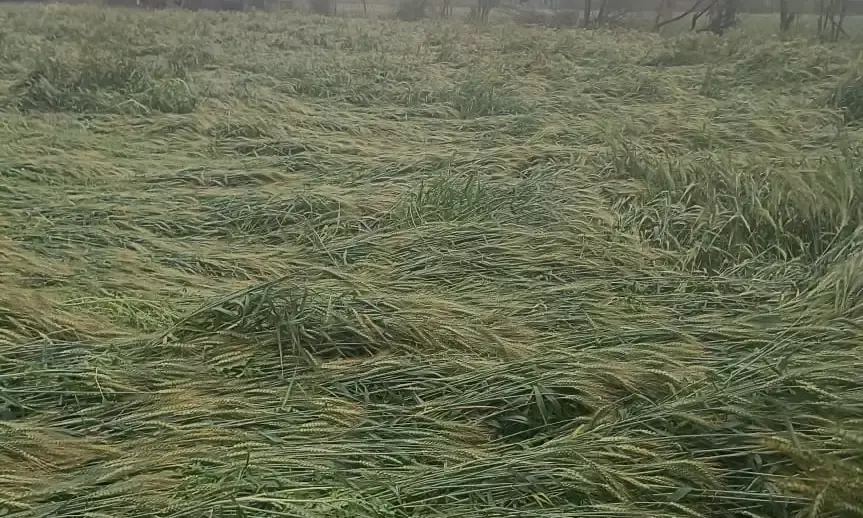 उदलियास क्षेत्र में तेज अंधड़, बारिश और ओलावृष्टि से फसलों को नुकसान