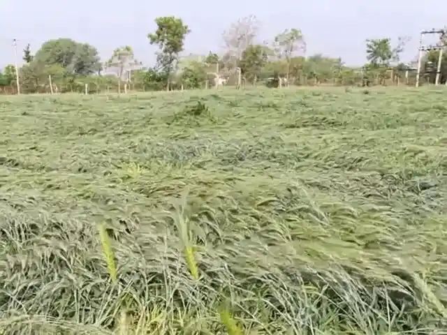 आसींद क्षेत्र में ओलावृष्टि से रबी फसलें तबाह, किसानों ने मांगा मुआवजा