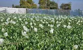 मेवाड़ का काला सोना:    खेतों में गूंजी शिव आराधना, अफीम की लुवाई-चिराई शुरू